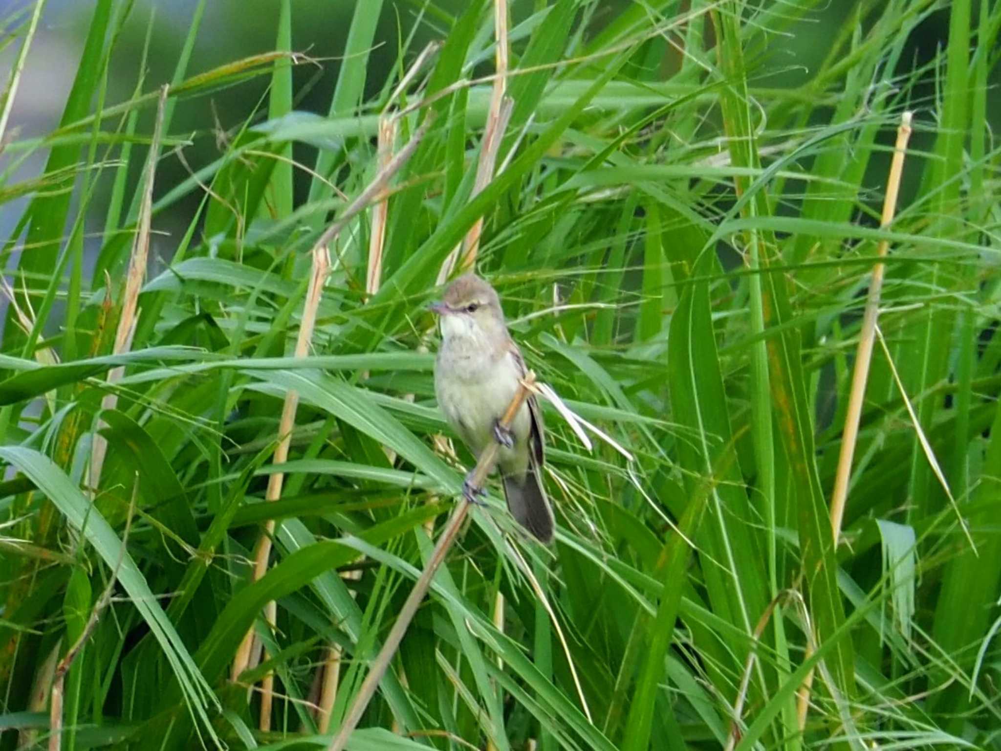 Photo of Oriental Reed Warbler at  by とろろ