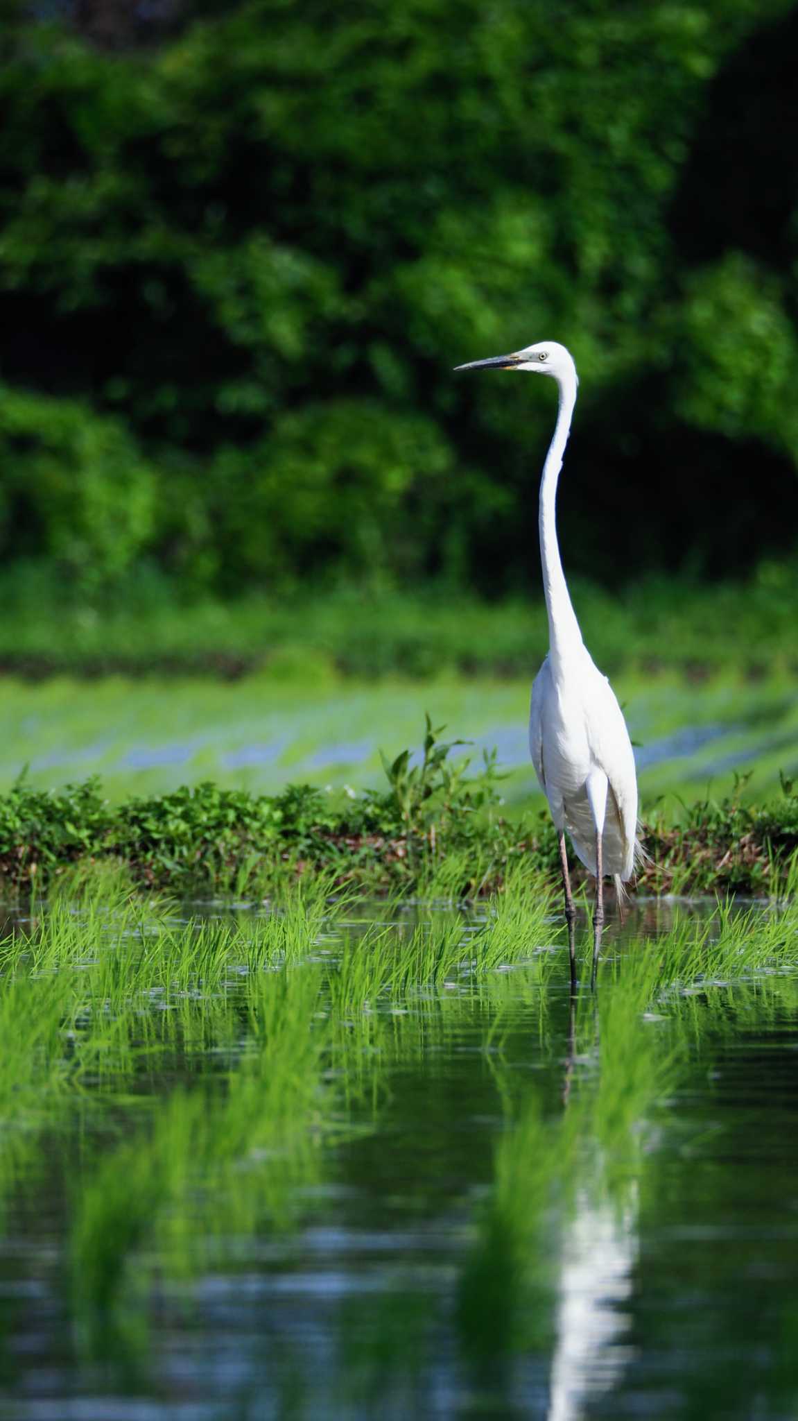 Photo of Medium Egret at  by とろろ