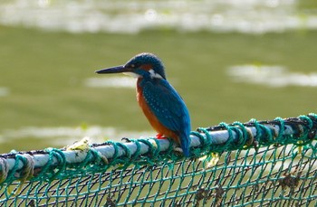 カワセミ 千里南公園 2023年6月3日(土)