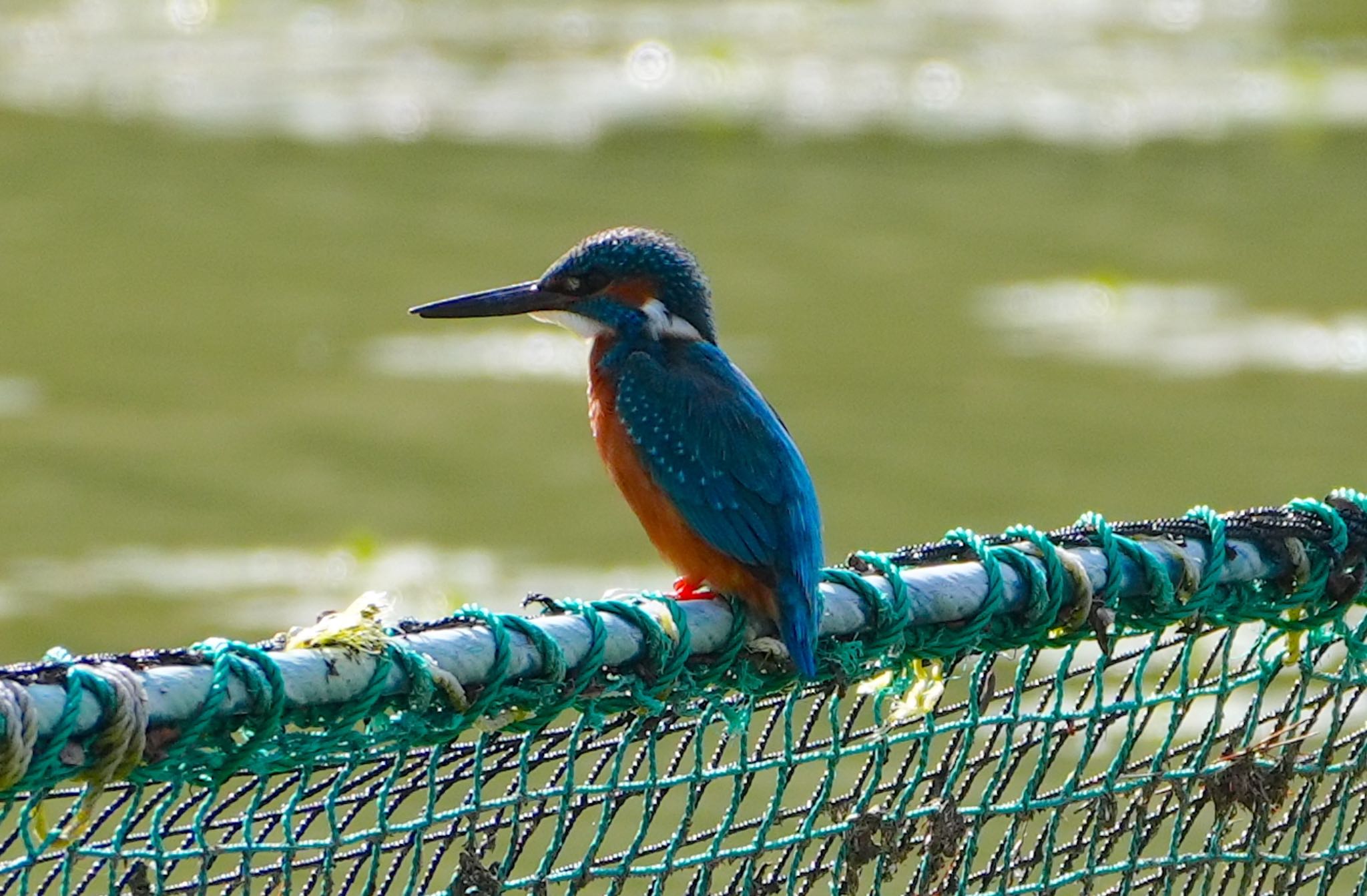 Photo of Common Kingfisher at 千里南公園 by アルキュオン