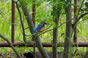 カワセミ 佐竹公園(大阪府吹田市) 2023年6月3日(土)