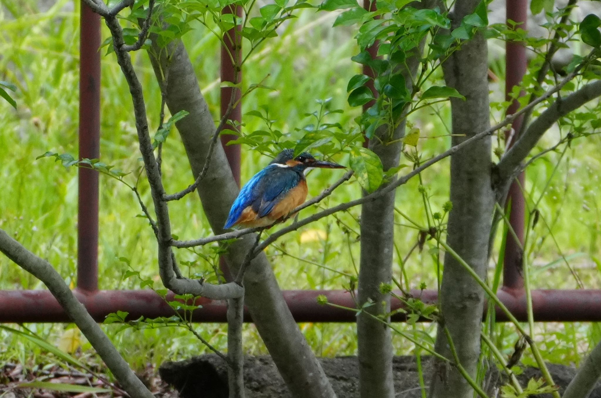 Photo of Common Kingfisher at Satake Park by アルキュオン