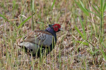 Green Pheasant Teganuma Sat, 5/6/2023