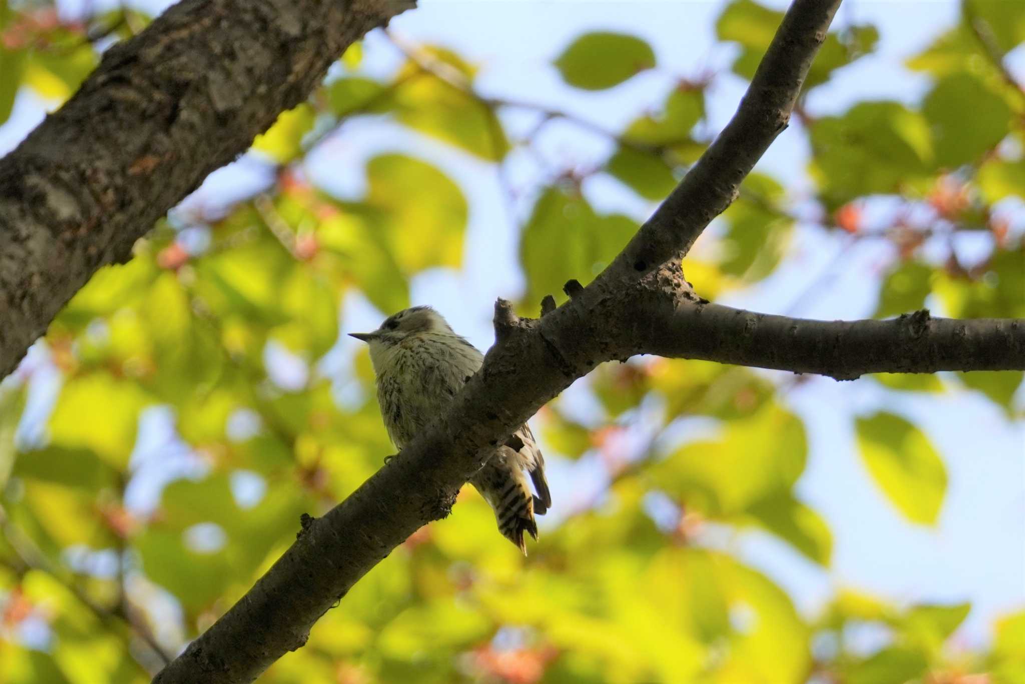 Photo of Japanese Pygmy Woodpecker at Asahiyama Memorial Park by くまちん