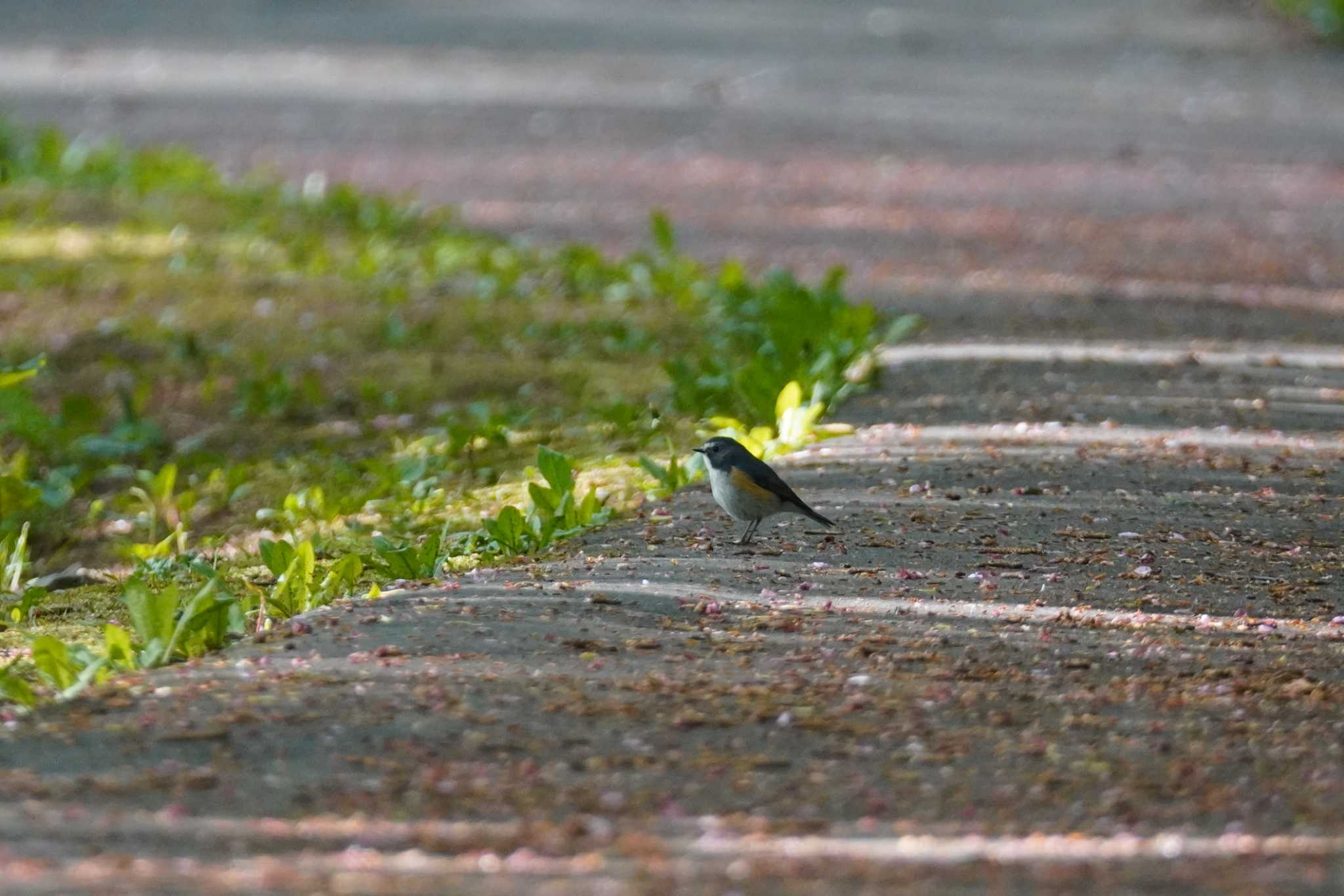 Photo of Red-flanked Bluetail at Asahiyama Memorial Park by くまちん