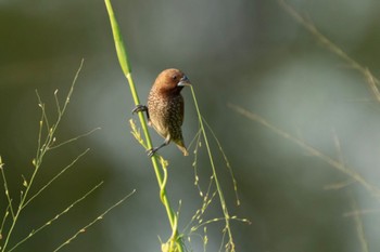 2023年6月3日(土) Jurong Lake Gardensの野鳥観察記録
