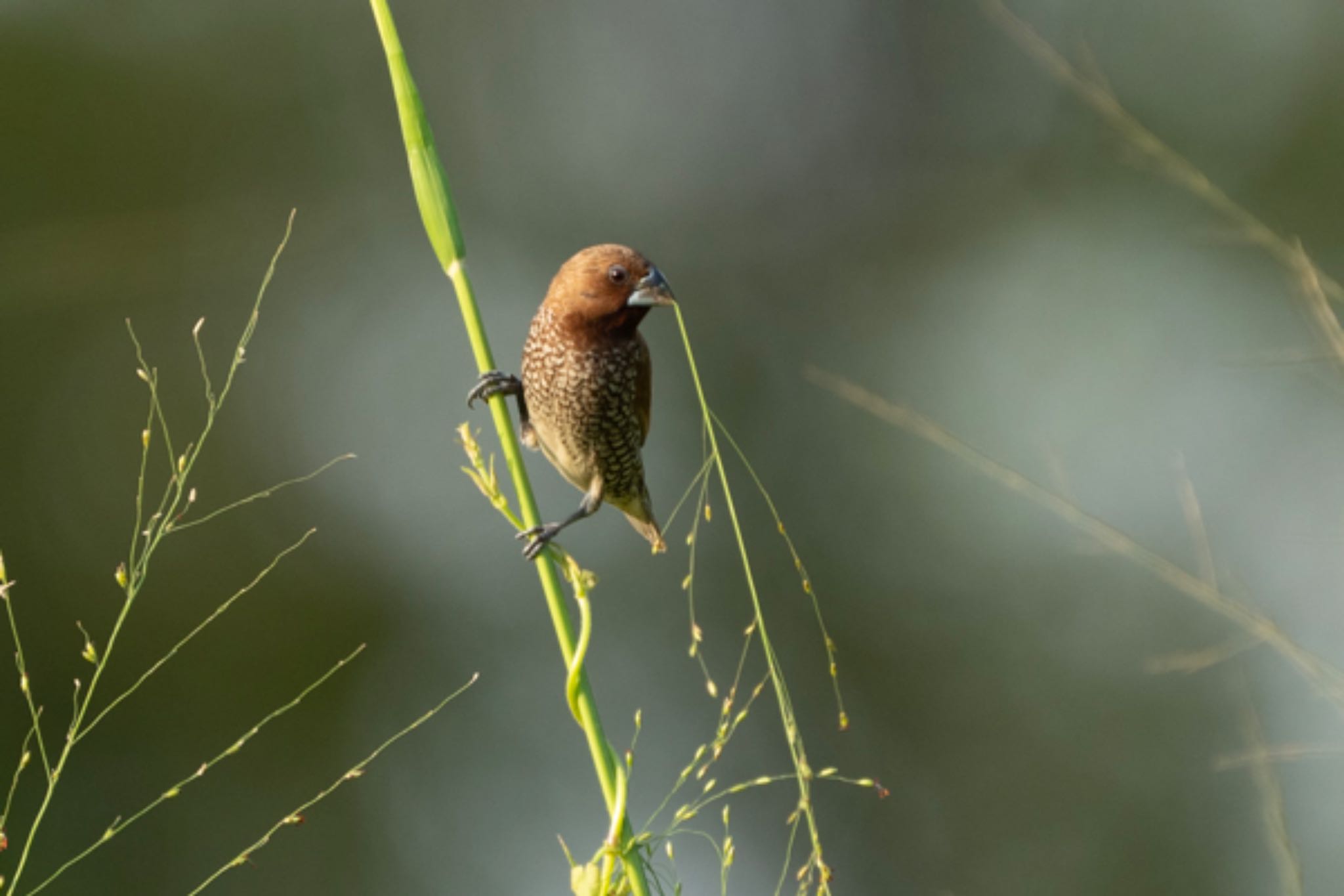 Scaly-breasted Munia