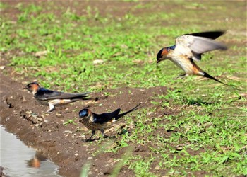 Red-rumped Swallow 金目川 Sat, 6/3/2023