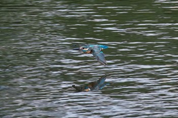 カワセミ 場所が不明 2018年7月9日(月)