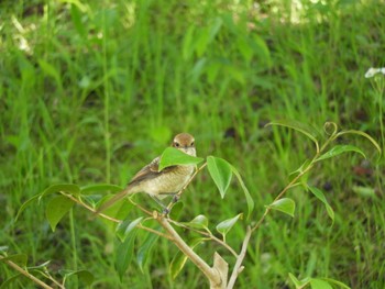 Sat, 6/3/2023 Birding report at 木津川市