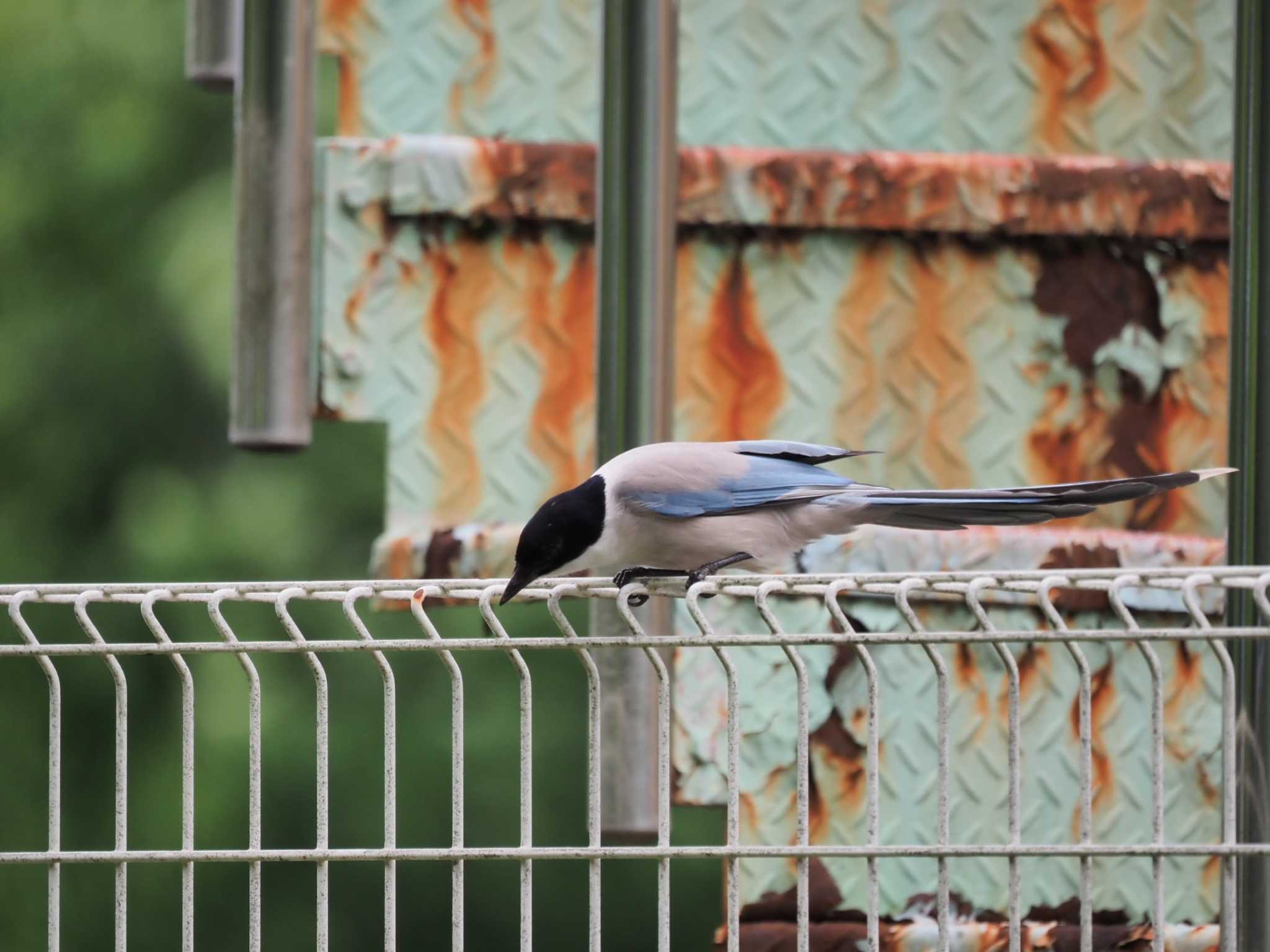 Photo of Azure-winged Magpie at 若草公園 by zunox