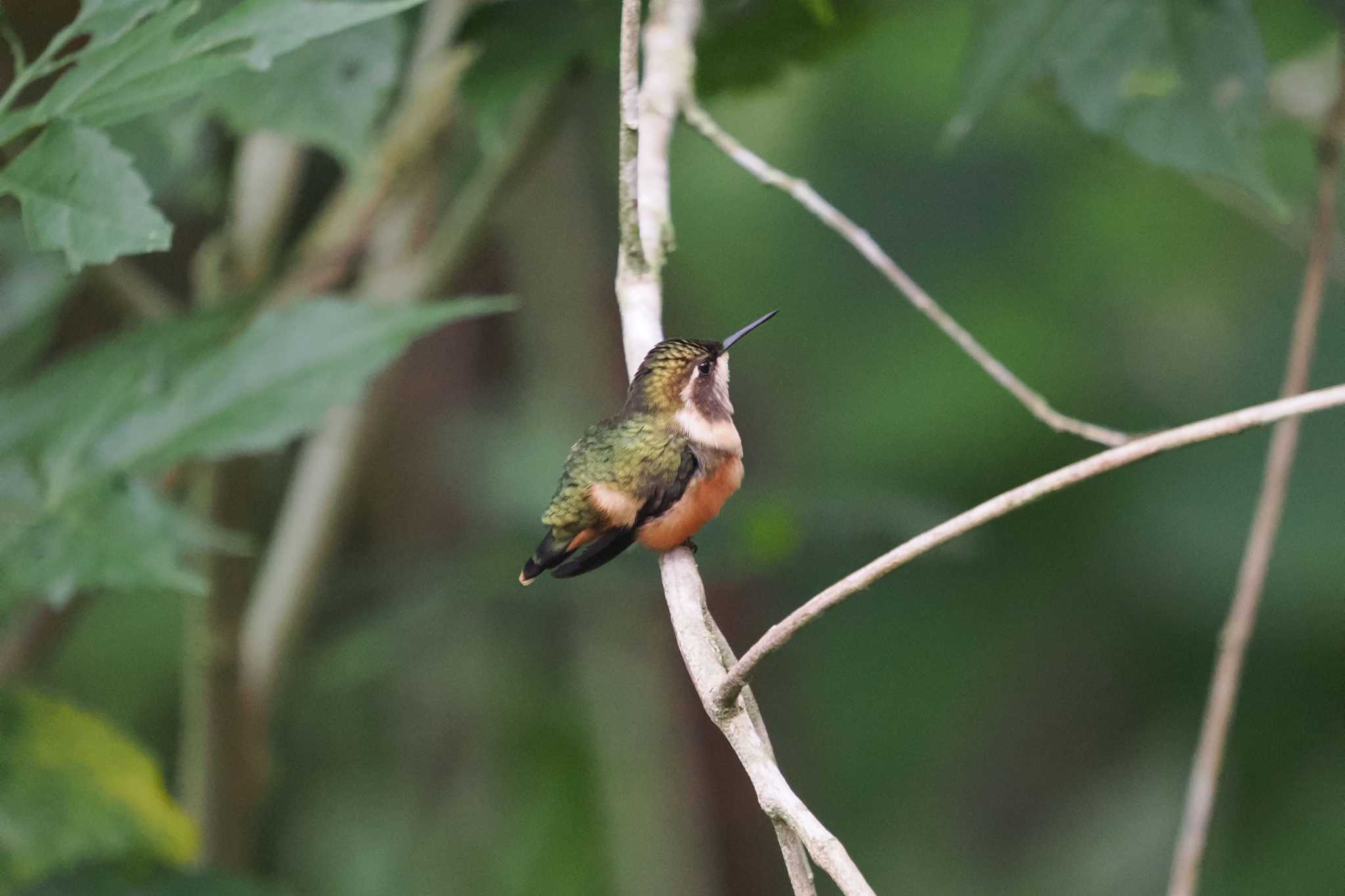 Mindo(Ecuador) フジノドハチドリの写真 by 藤原奏冥