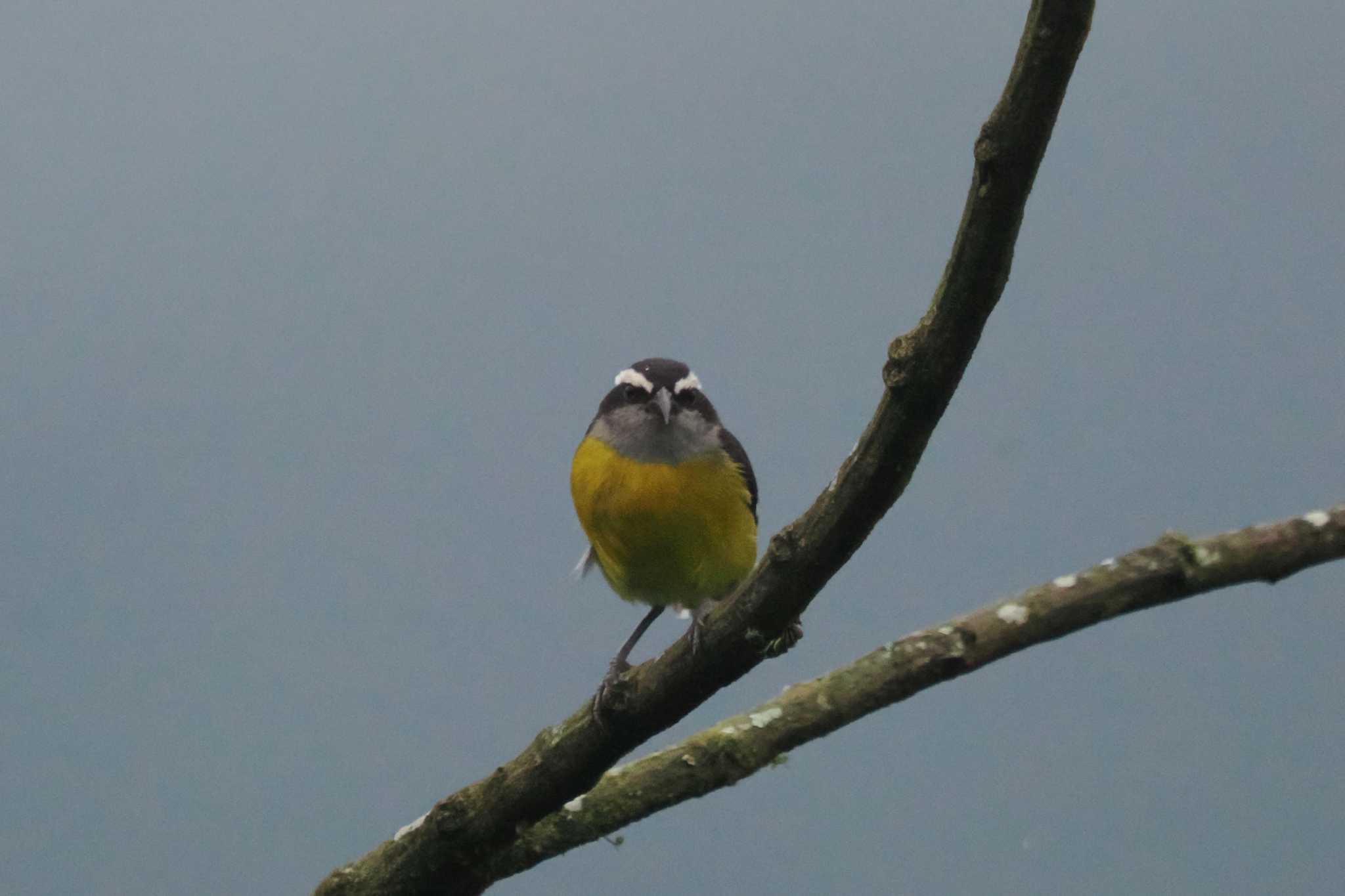 Photo of Bananaquit at Mindo(Ecuador) by 藤原奏冥