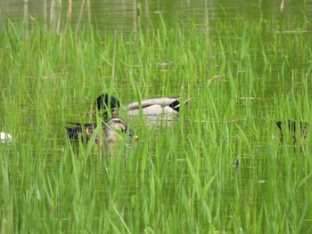 マガモ 曽爾高原 2023年6月3日(土)