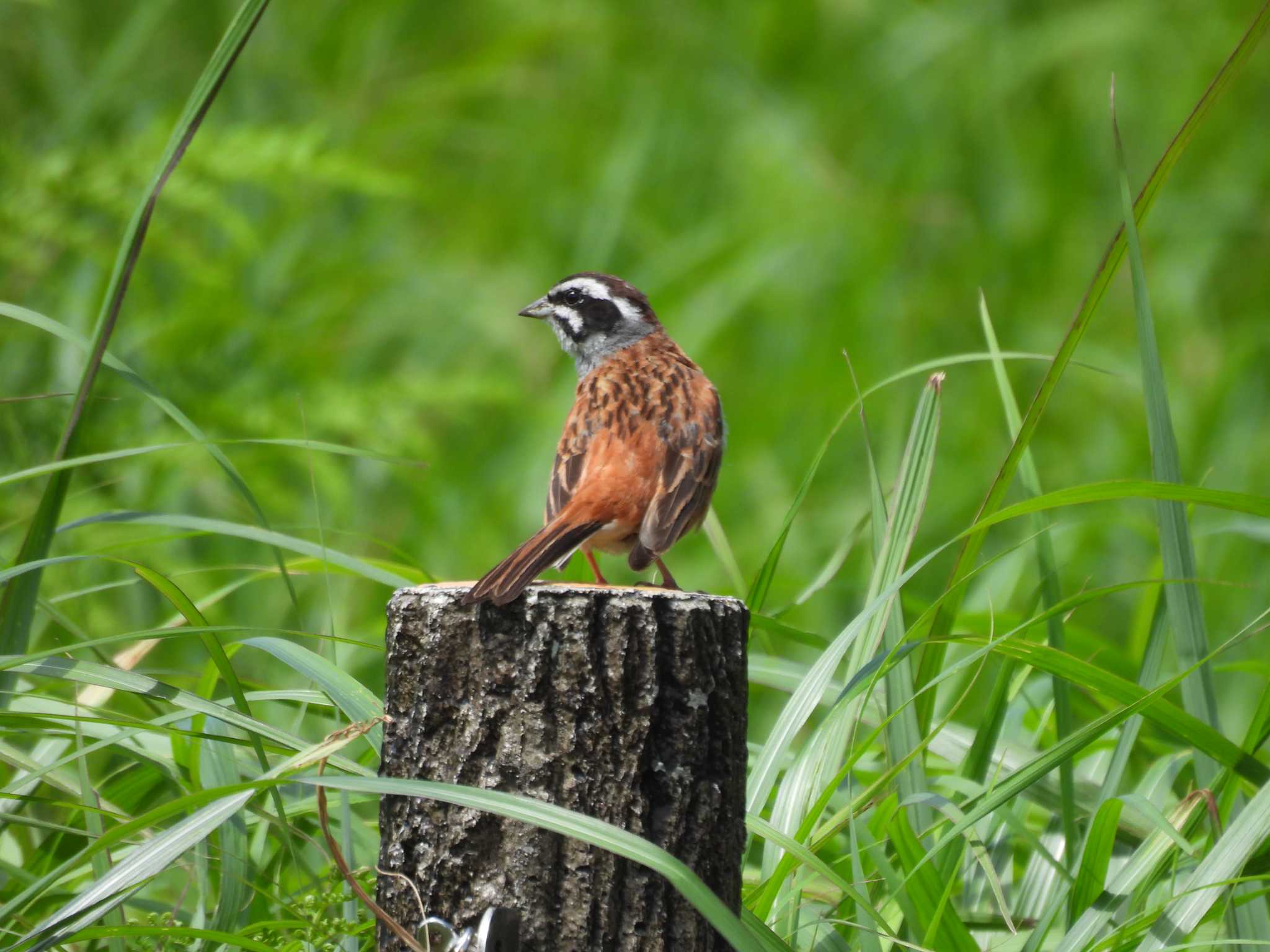 Photo of Meadow Bunting at 曽爾高原 by aquilla