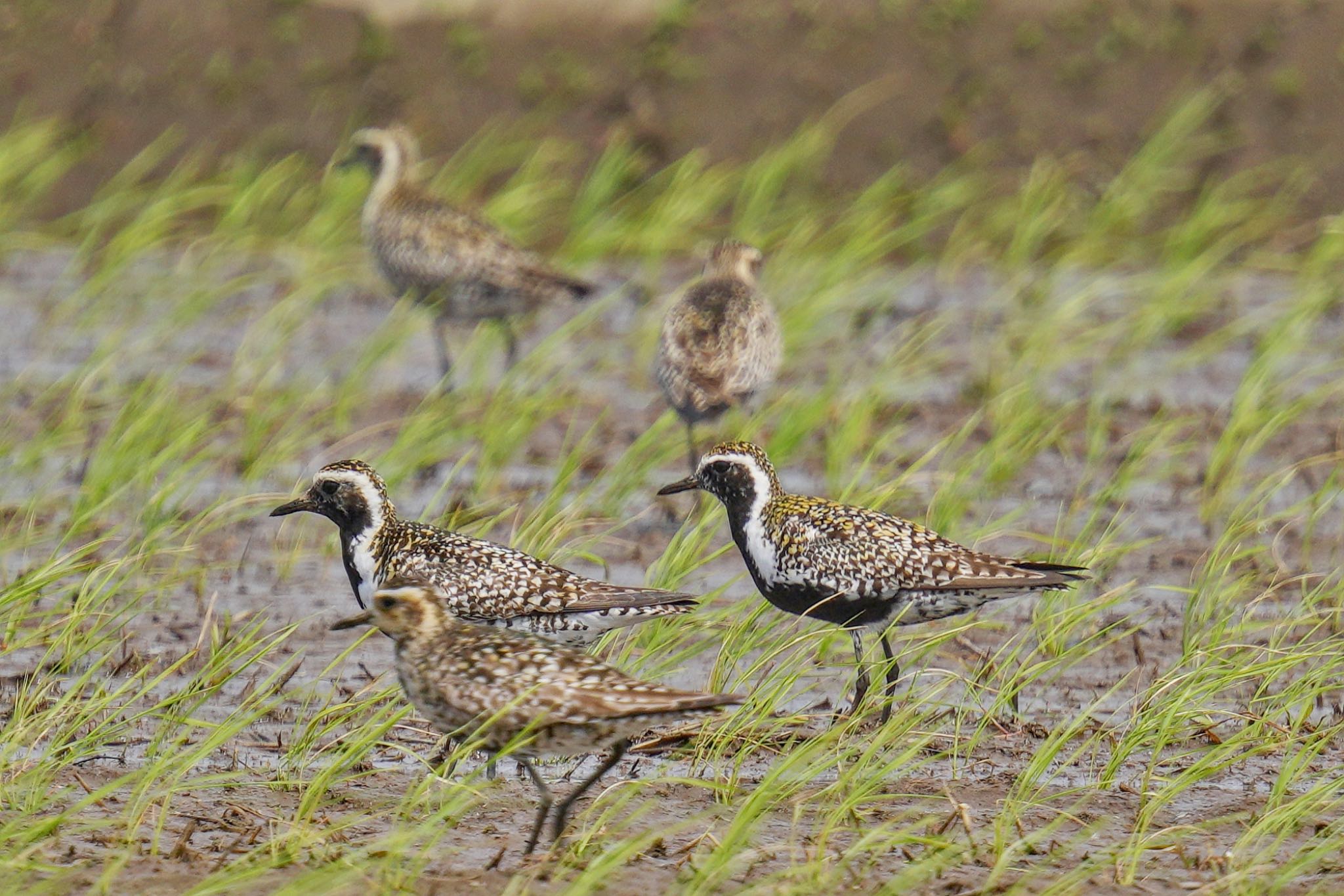 Photo of Pacific Golden Plover at Teganuma by アポちん