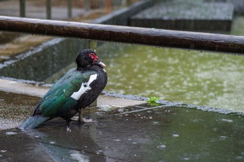 Muscovy Duck 檜町公園(東京ミッドタウン) Fri, 6/2/2023