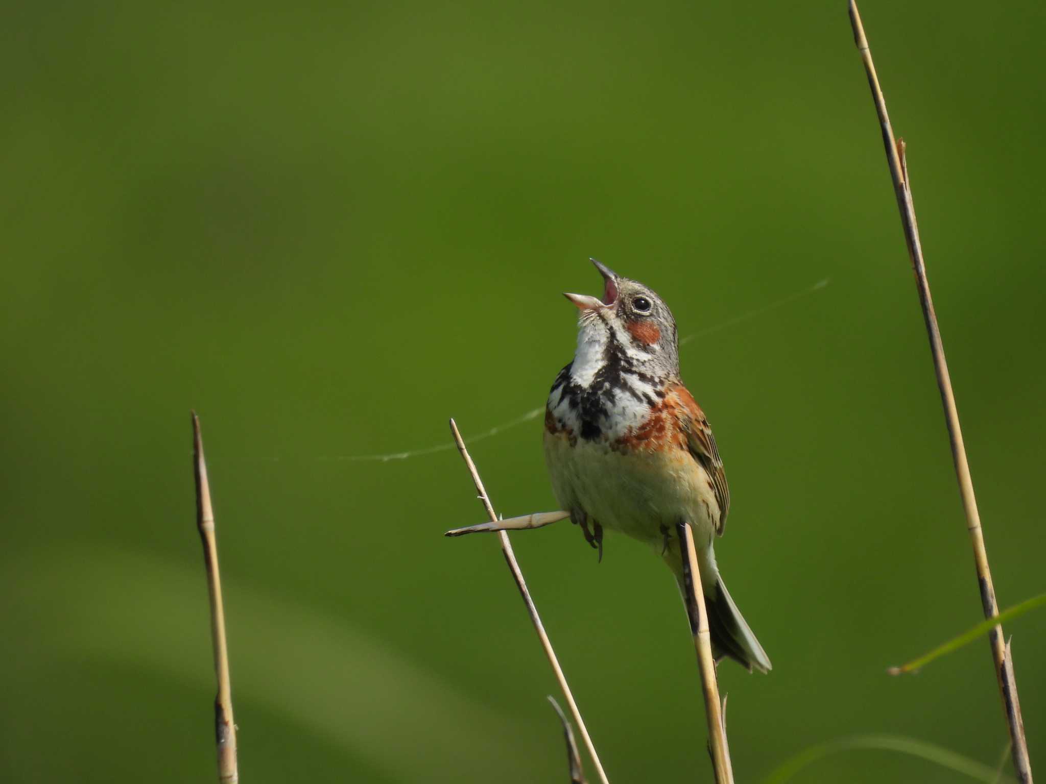 Photo of Chestnut-eared Bunting at 曽爾高原 by aquilla