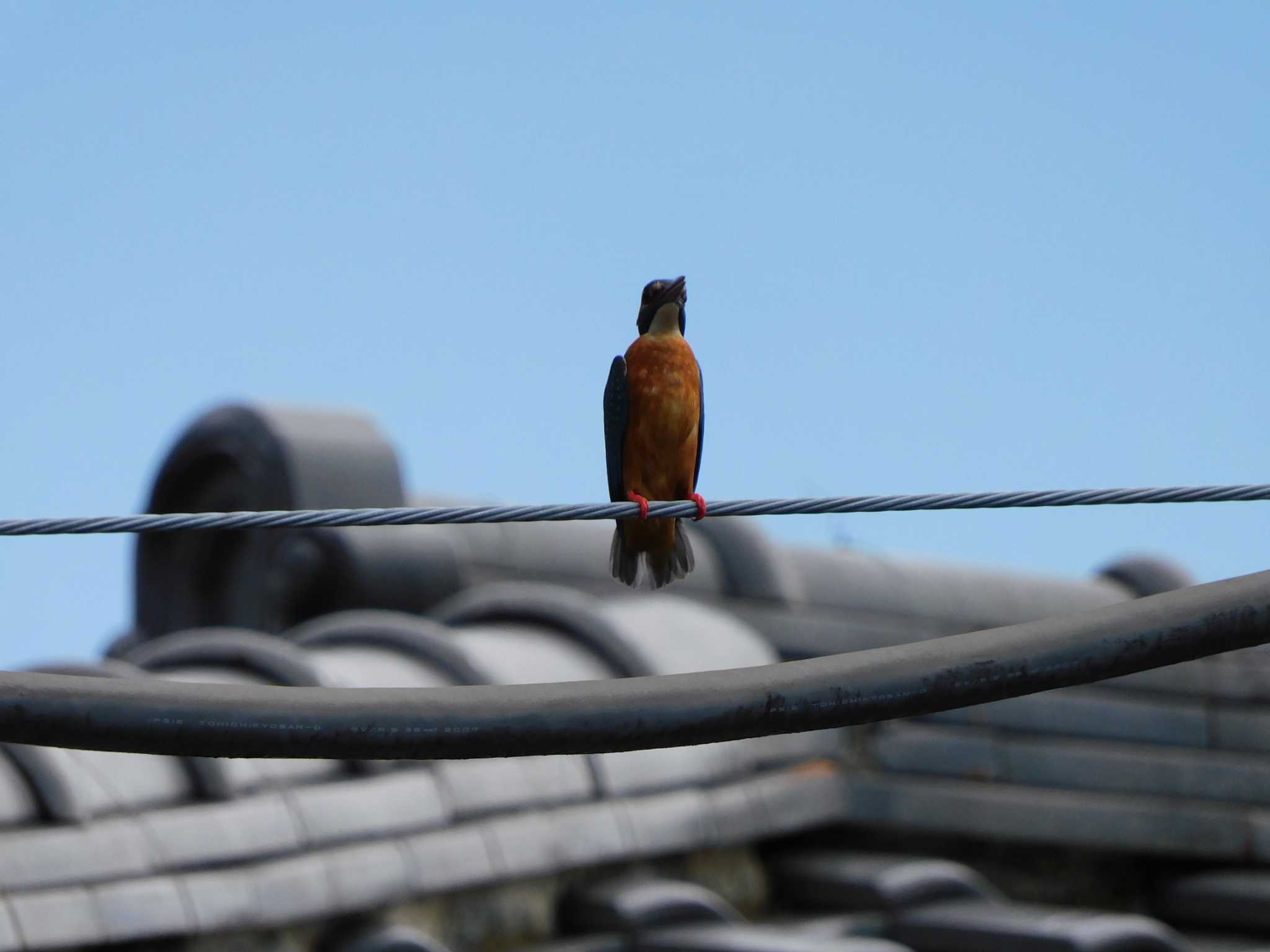 Common Kingfisher