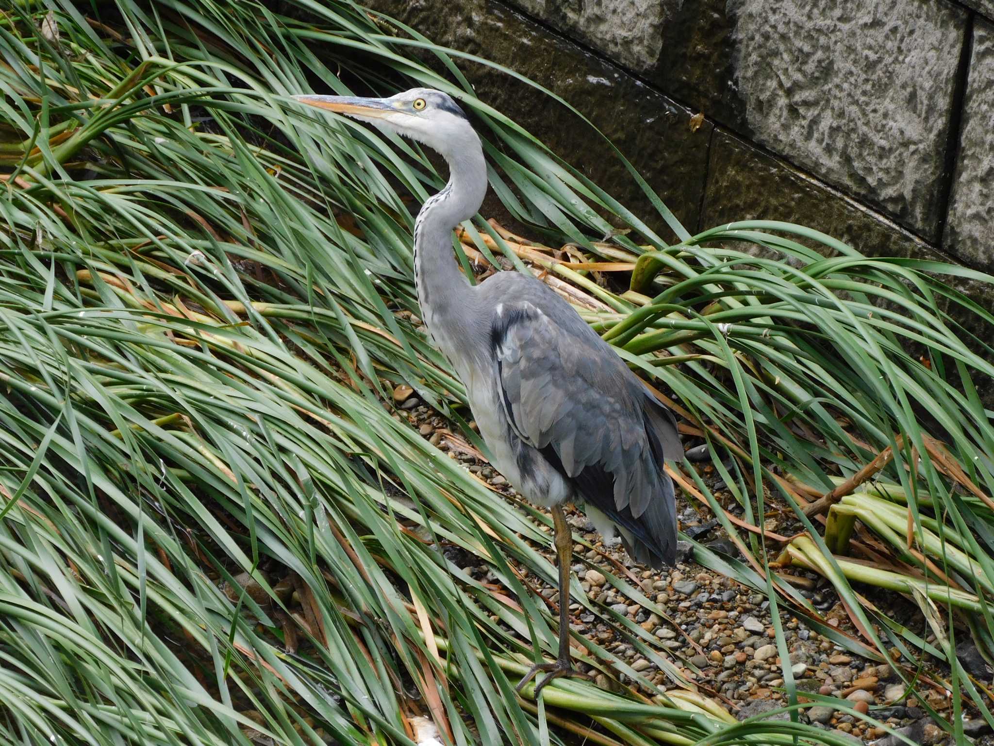 平和の森公園、江古田公園、哲学堂公園、妙正寺川 アオサギの写真