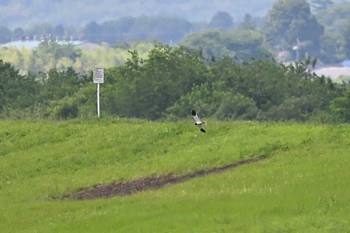 Pied Harrier Watarase Yusuichi (Wetland) Sat, 6/3/2023