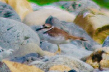 2018年7月12日(木) 羽村市多摩川付近の野鳥観察記録