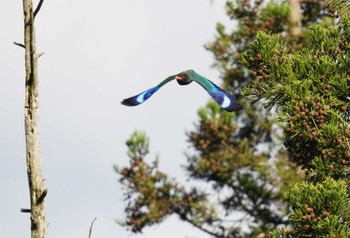 ブッポウソウ 松之山 2023年6月4日(日)