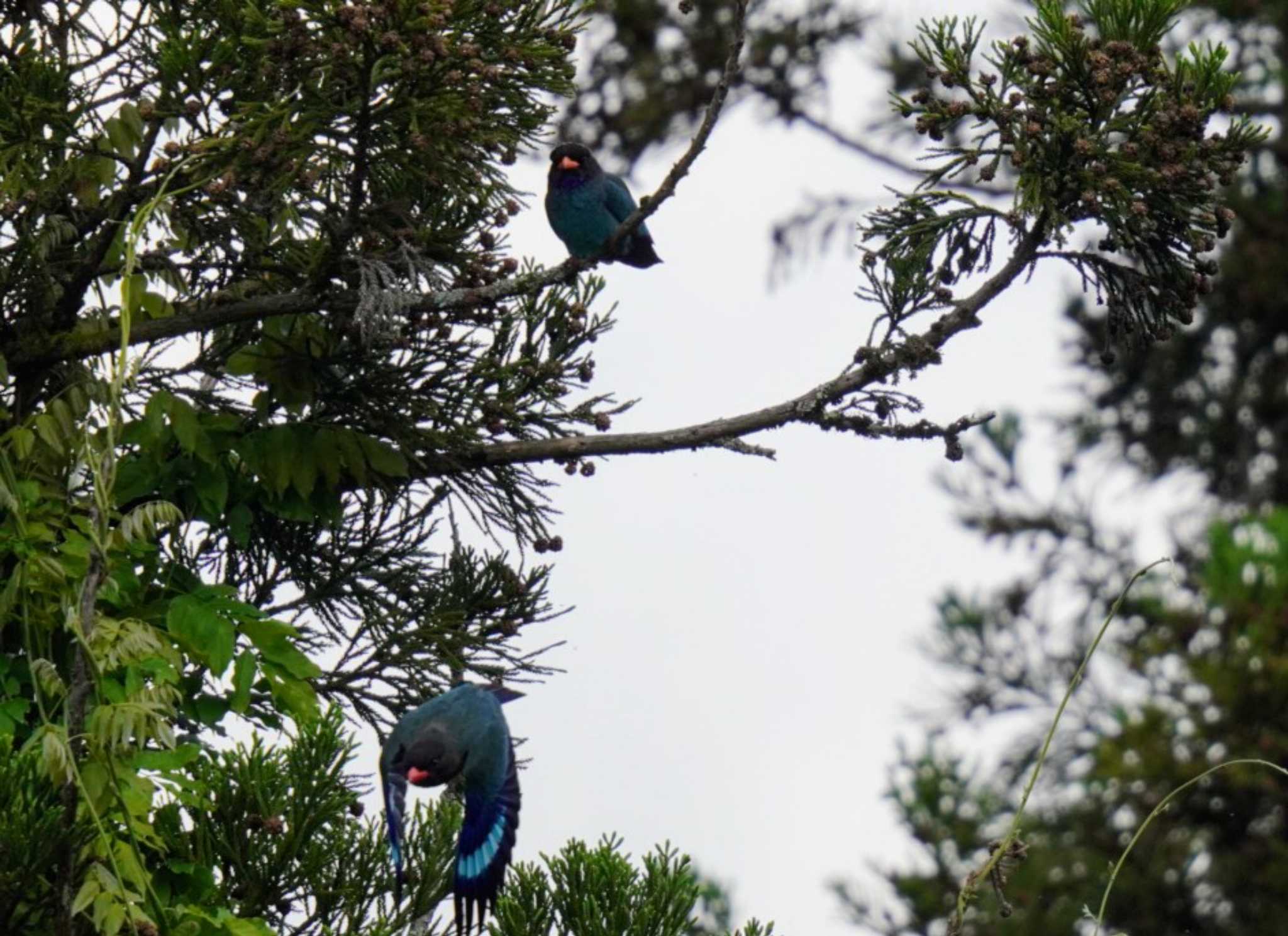 Oriental Dollarbird