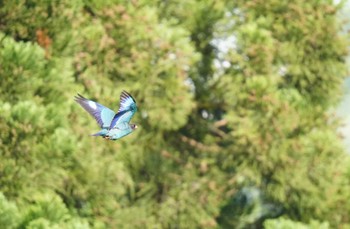 Sun, 6/4/2023 Birding report at 松之山