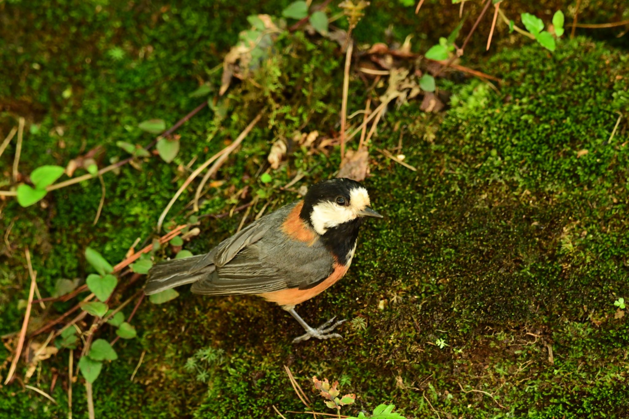 日本ラインうぬまの森 ヤマガラの写真