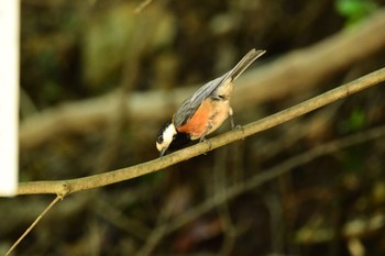 Varied Tit 日本ラインうぬまの森 Sat, 6/3/2023