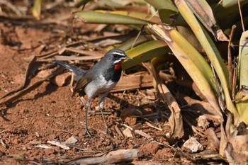 Sun, 2/19/2023 Birding report at Nong Bong Khai Non-hunting Area