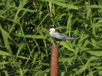 2023年6月3日(土) 伊佐沼の野鳥観察記録