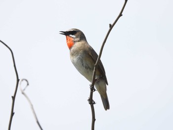 Siberian Rubythroat はまなすの丘公園(石狩市) Thu, 6/1/2023