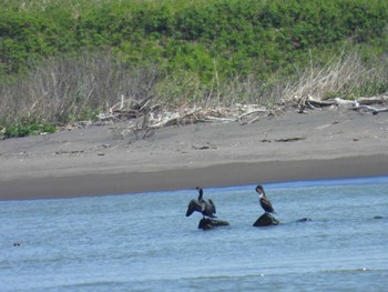 Japanese Cormorant はまなすの丘公園(石狩市) Thu, 6/1/2023