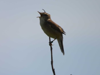 Oriental Reed Warbler はまなすの丘公園(石狩市) Thu, 6/1/2023