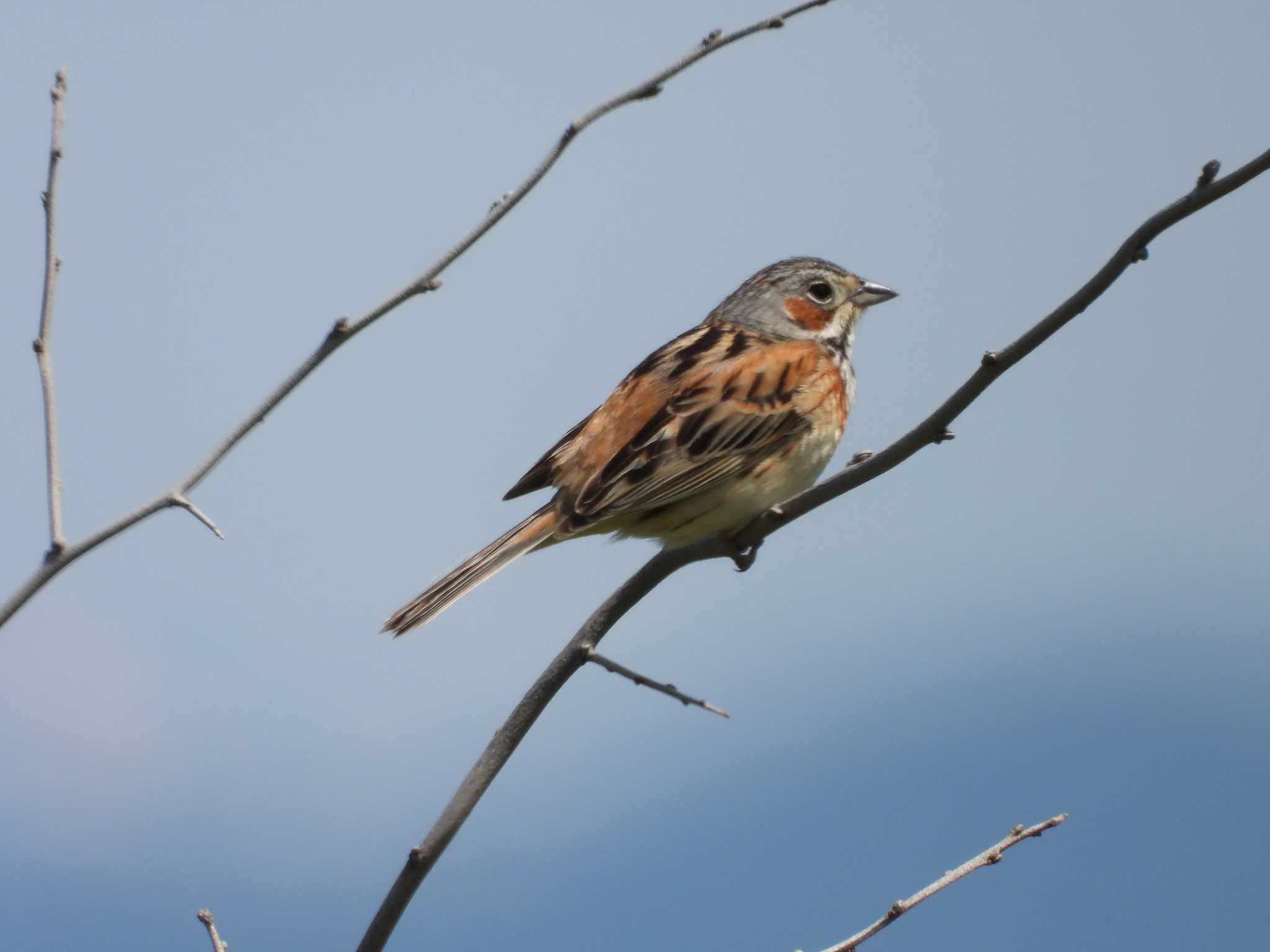 Photo of Chestnut-eared Bunting at はまなすの丘公園(石狩市) by おでんだね