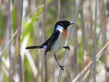 Amur Stonechat はまなすの丘公園(石狩市) Thu, 6/1/2023