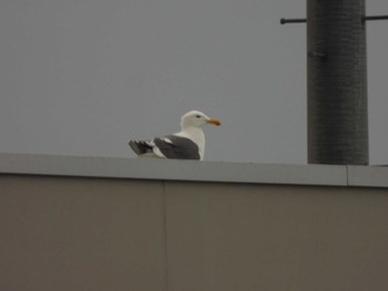 Slaty-backed Gull 苫小牧 Fri, 6/2/2023