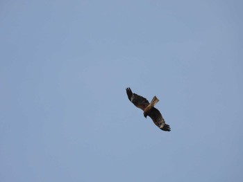 Black Kite 苫小牧 Fri, 6/2/2023