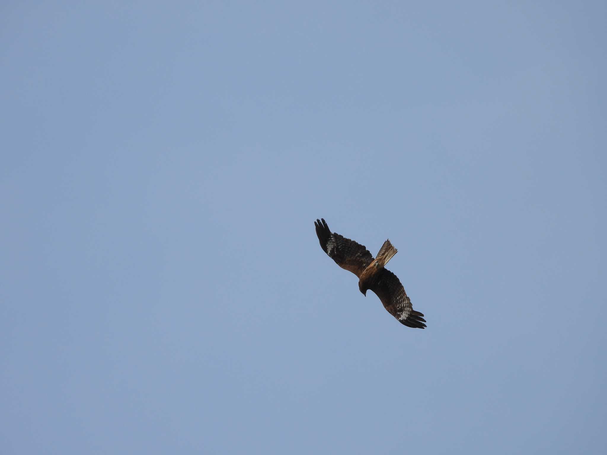 Photo of Black Kite at 苫小牧 by おでんだね