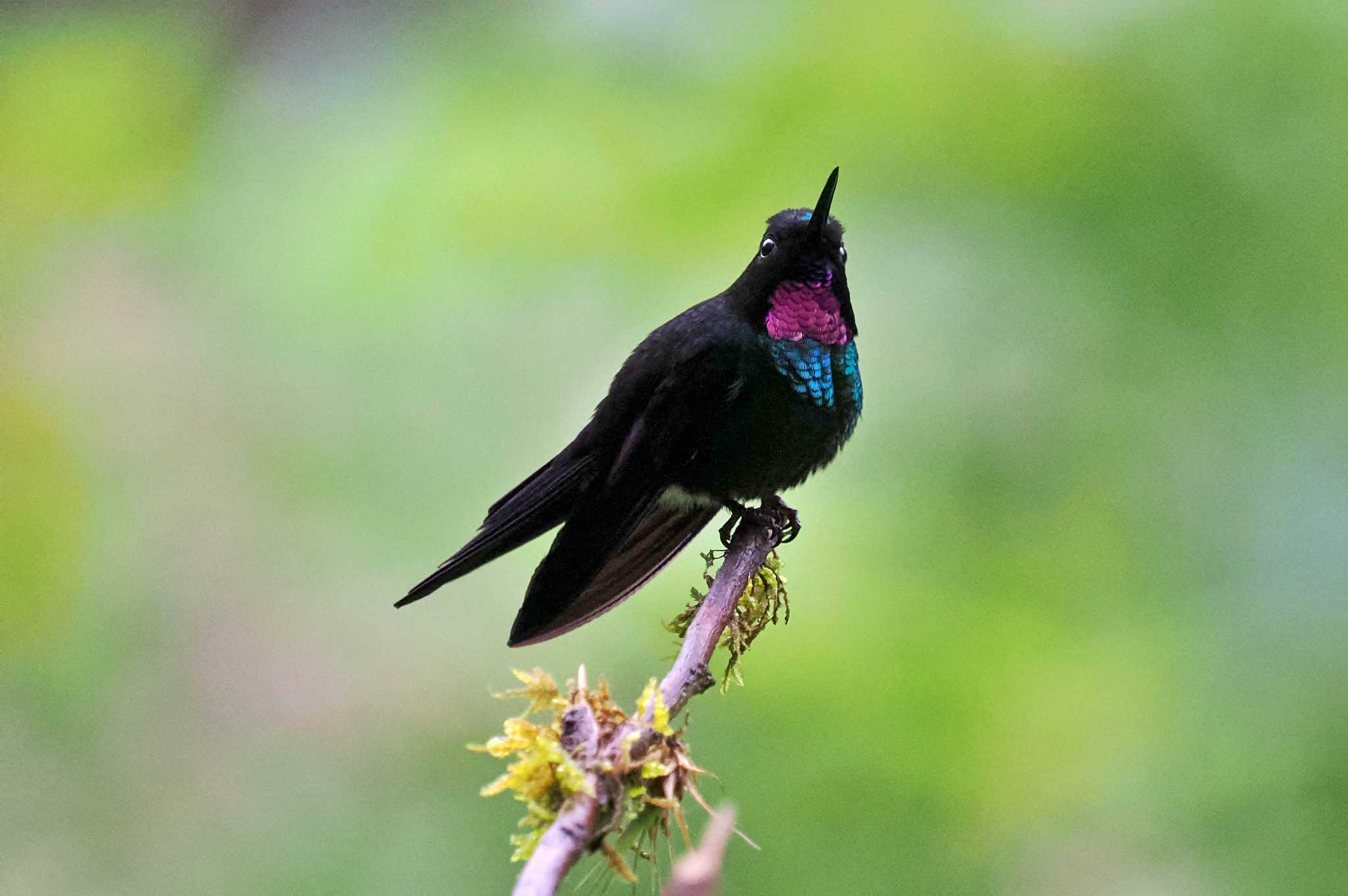 Photo of Tourmaline Sunangel at Mindo(Ecuador) by 藤原奏冥