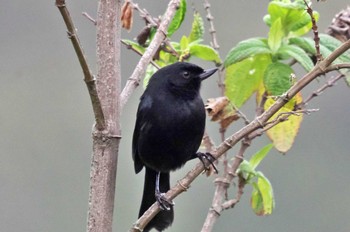 White-sided Flowerpiercer