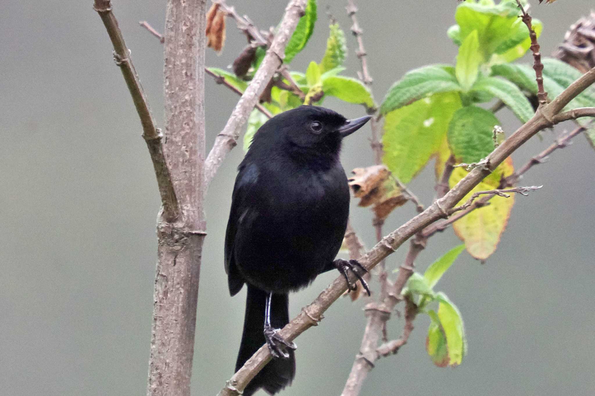 Mindo(Ecuador) ワキジロハナサシミツドリの写真