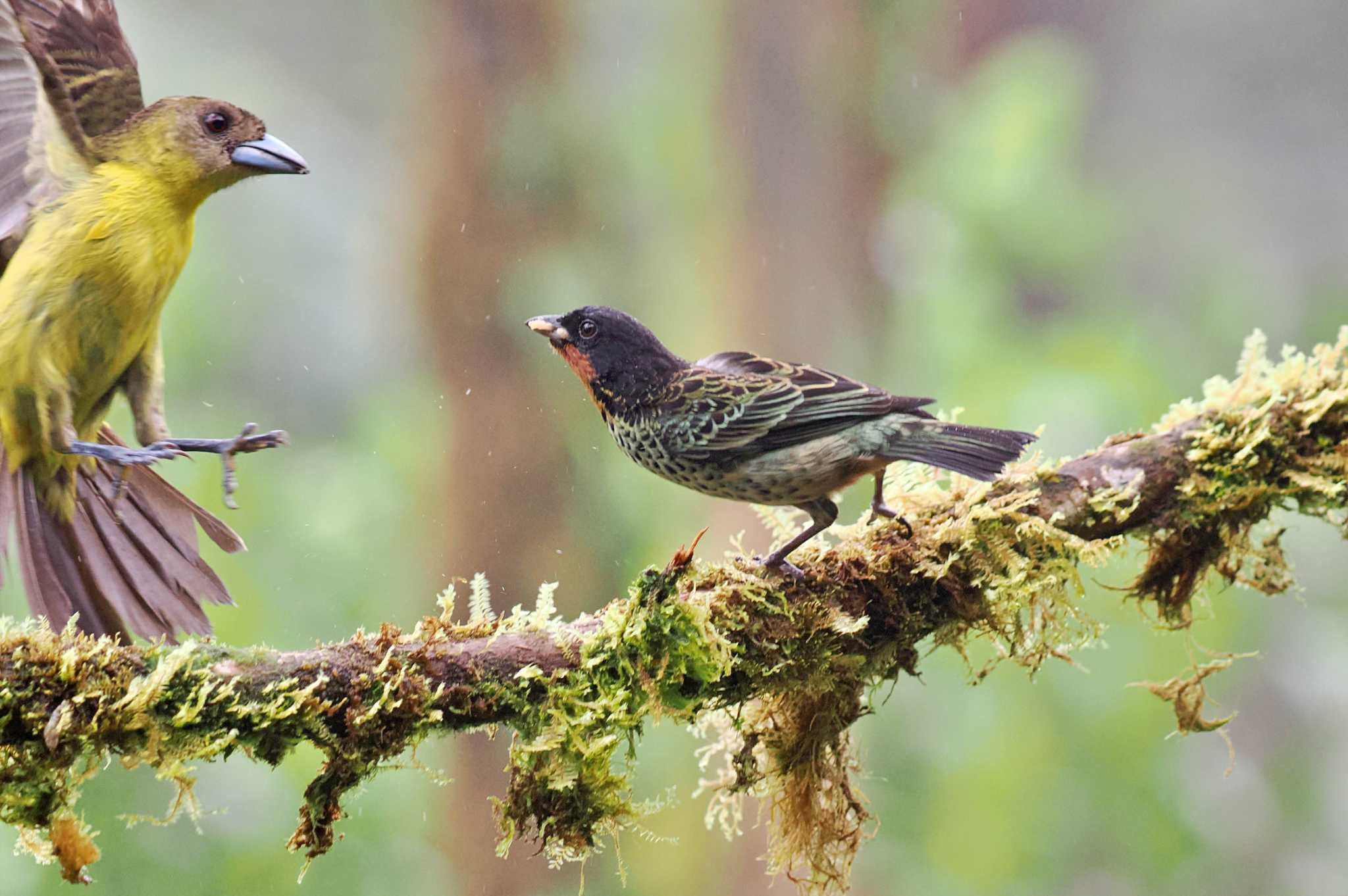 Mindo(Ecuador) ノドアカフウキンチョウの写真