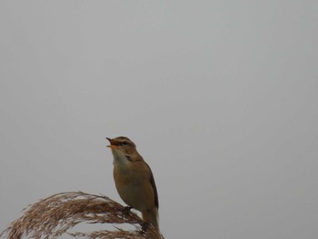 Black-browed Reed Warbler 苫小牧 Fri, 6/2/2023