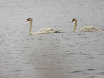 Mute Swan 苫小牧 Fri, 6/2/2023