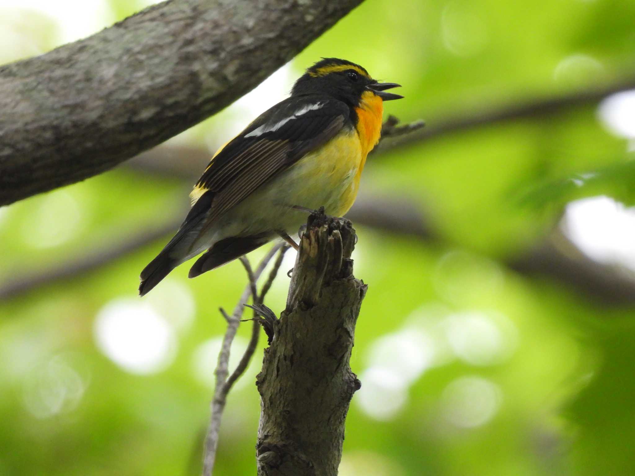 Photo of Narcissus Flycatcher at 札幌 by おでんだね