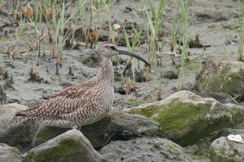 Eurasian Whimbrel Tokyo Port Wild Bird Park Sat, 5/13/2023