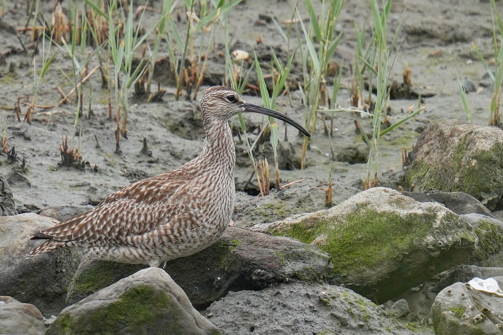 Eurasian Whimbrel